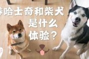 吃瓜柴犬动漫在线观看免费,动漫盛宴，免费畅享欢乐时光